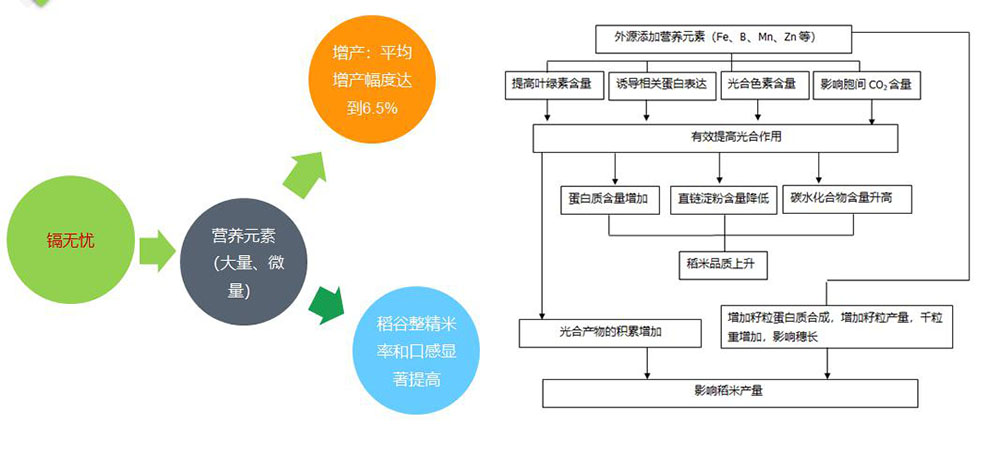 镉无忧叶面阻控剂